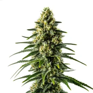 Lemon Haze Fast Version – Blimburn Seeds