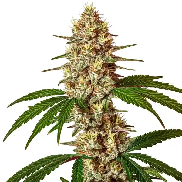 Lemon Jack Autoflower – Blimburn Seeds