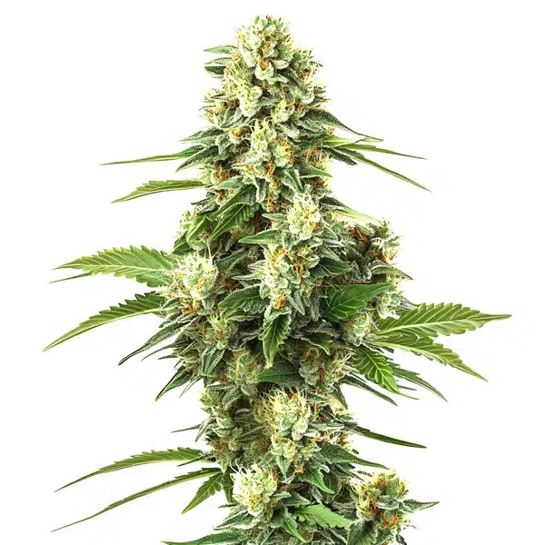Lemon Kush F1 – Blimburn Seeds