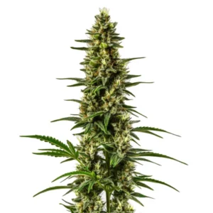 Lemon OG – Blimburn Seeds