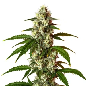 Lemon OG Fast Version – Blimburn Seeds