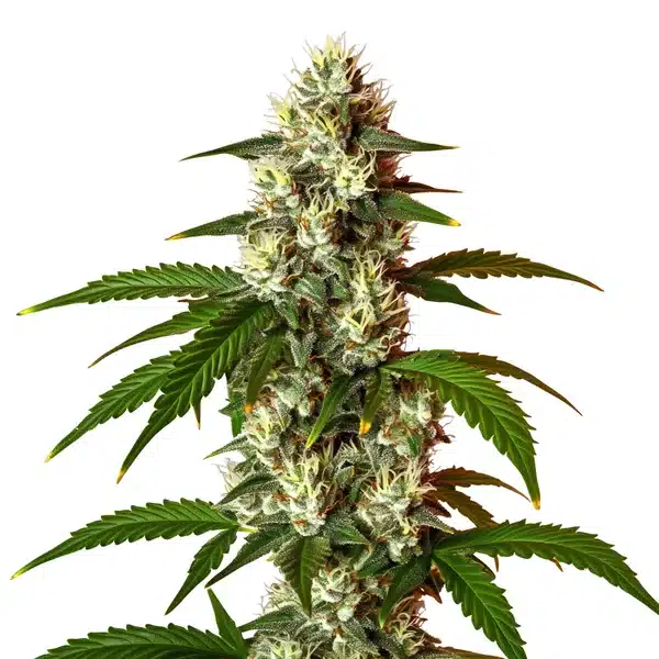 Lemon OG Fast Version – Blimburn Seeds