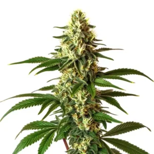 Lemon Pie Regular – Blimburn Seeds
