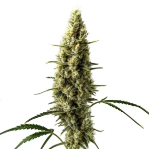 Lemon Skunk Autoflower – Blimburn Seeds