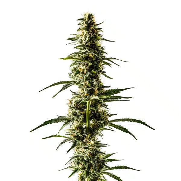 Lemon Skunk – Blimburn Seeds
