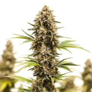Lemon Star – Blimburn Seeds