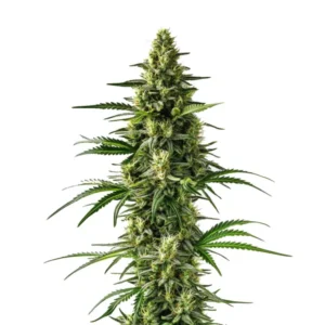 Lemon Tree – Blimburn Seeds