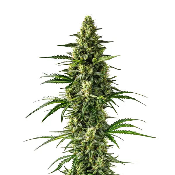 Lemon Tree – Blimburn Seeds