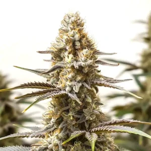 Lemon Tree x Amnesia – Blimburn Seeds