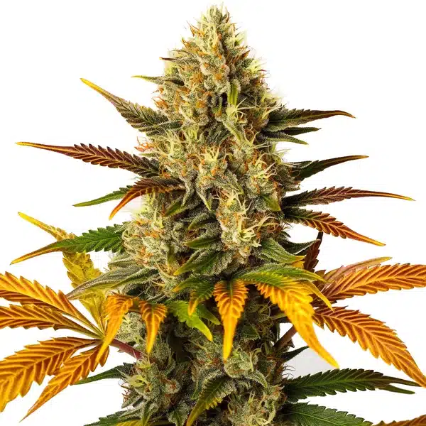 Lemon Tree x Z OG – Blimburn Seeds