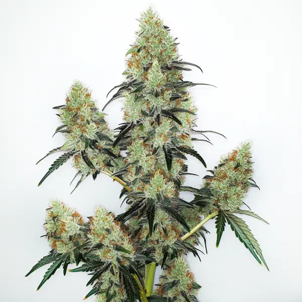 Sativa Elite Auto – Blimburn Seeds