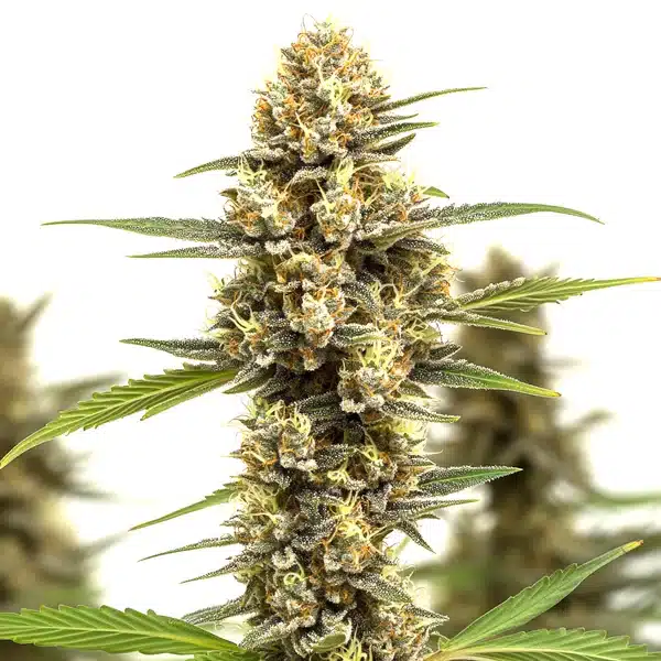 Lemonaid OG – Blimburn Seeds
