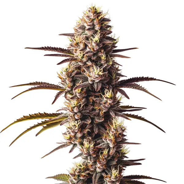 London Pound Cake – Blimburn Seeds