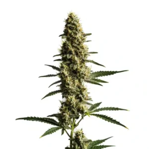Love Potion Auto – Blimburn Seeds