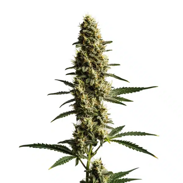 Love Potion Auto – Blimburn Seeds