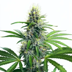 Lowryder Autoflower – Blimburn Seeds