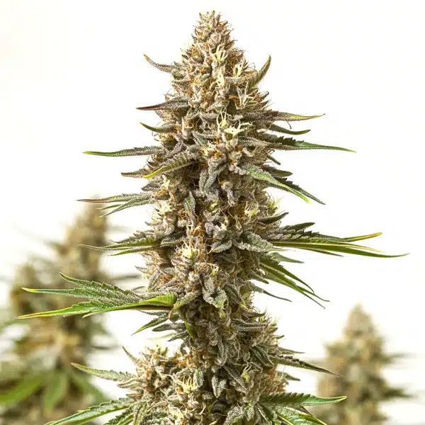 Lyly Sour x Blue OG – Blimburn Seeds