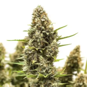 M8 – Blimburn Seeds