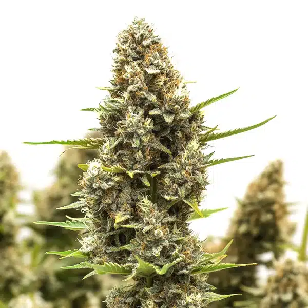 M8 – Blimburn Seeds