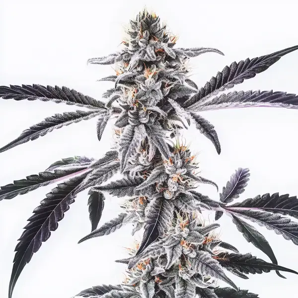 MAC x Rainbow Regular – Blimburn Seeds