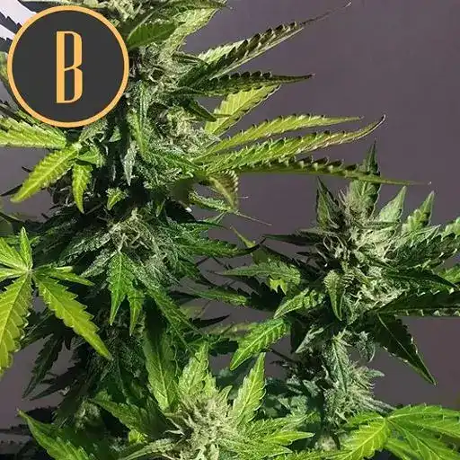 Mamba Negra CBD Auto – Blimburn Seeds
