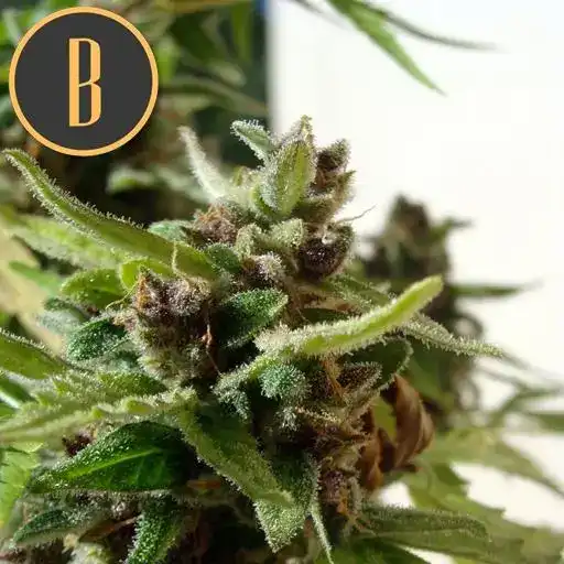 Mamba Negra CBD Auto – Blimburn Seeds