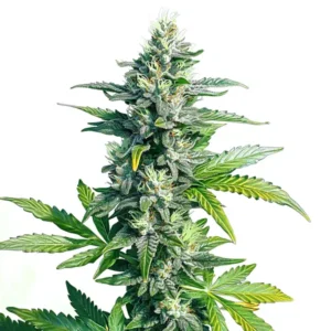 MK Ultra – Blimburn Seeds