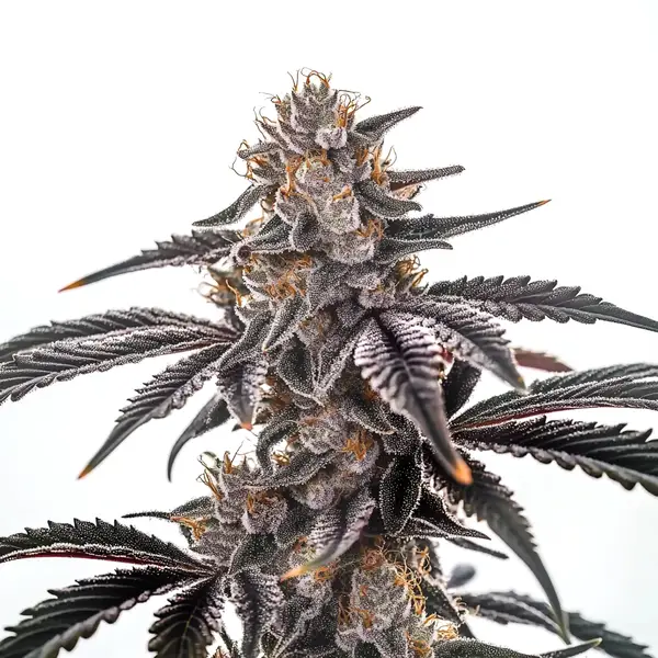 Mac Burger – Blimburn Seeds