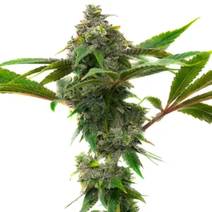 Mac and Cheese – Blimburn Seeds
