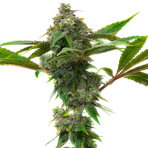 Mac and Cheese – Blimburn Seeds