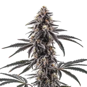MAC1 Regular – Blimburn Seeds
