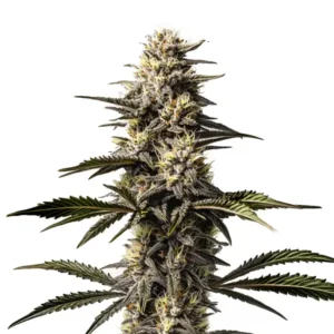 Mac Rillaz F1 – Blimburn Seeds