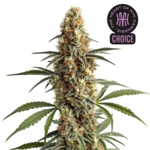 Mamba Negra HMC Edition – Blimburn Seeds