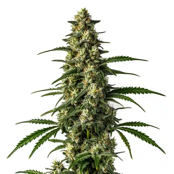 Mamba Negra FBV – Blimburn Seeds