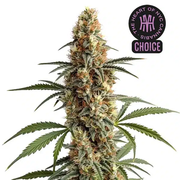 Mamba Negra HMC Edition – Blimburn Seeds