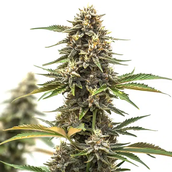 Mandarine Auto – Blimburn Seeds