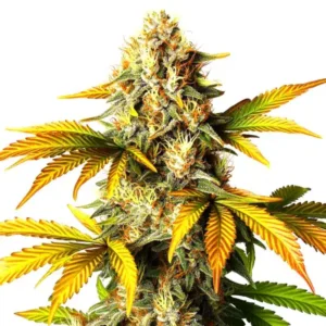 Maple Leaf – Blimburn Seeds