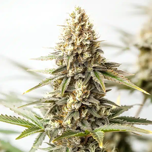 Maracuya Auto – Blimburn Seeds