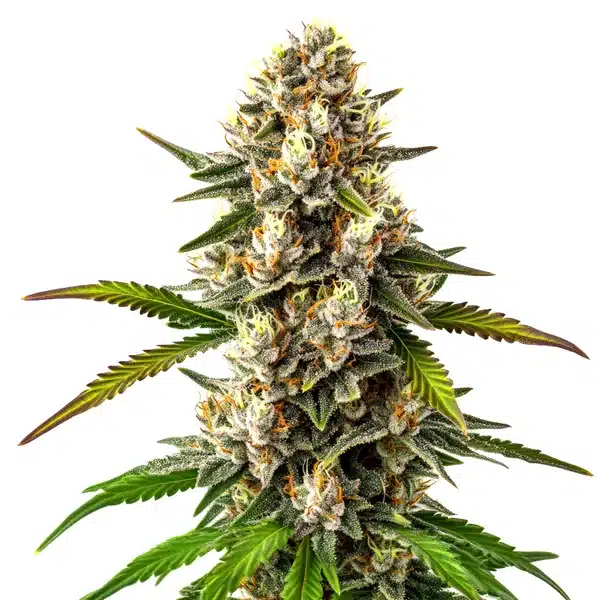 Maracuya Regular – Blimburn Seeds