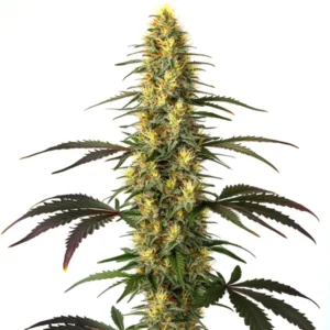 Master Kush – Blimburn Seeds