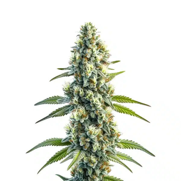 Master Kush Regular – Blimburn Seeds