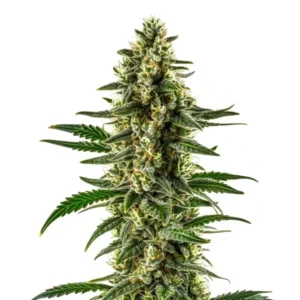 Matanuska Tundra – Blimburn Seeds