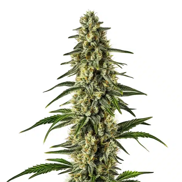 Matanuska Tundra Fast Version – Blimburn Seeds