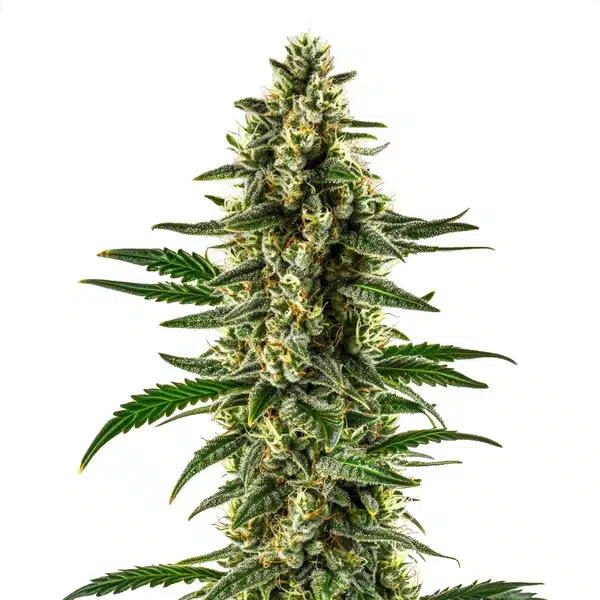 Matanuska Tundra Regular – Blimburn Seeds
