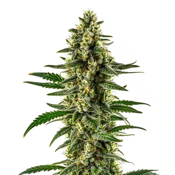 Matanuska Tundra – Blimburn Seeds
