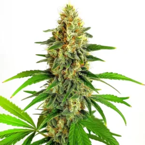 Mazar Auto – Blimburn Seeds