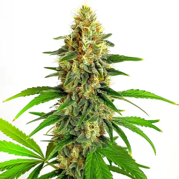 Mazar Auto – Blimburn Seeds