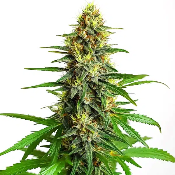 Mazar Regular – Blimburn Seeds