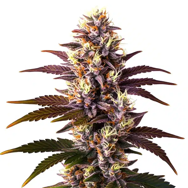 Mazar x Blueberry – Blimburn Seeds