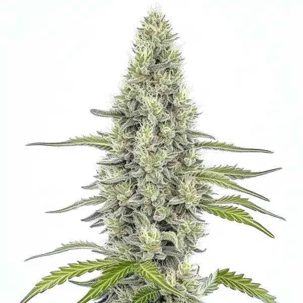 Mazar – Blimburn Seeds